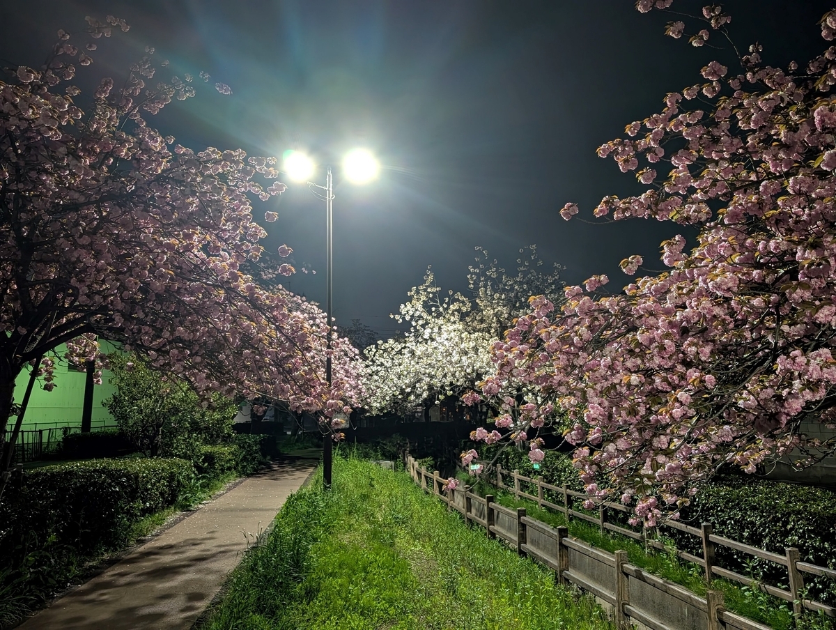 長く楽しめた2025年春の桜 - U-runner's View