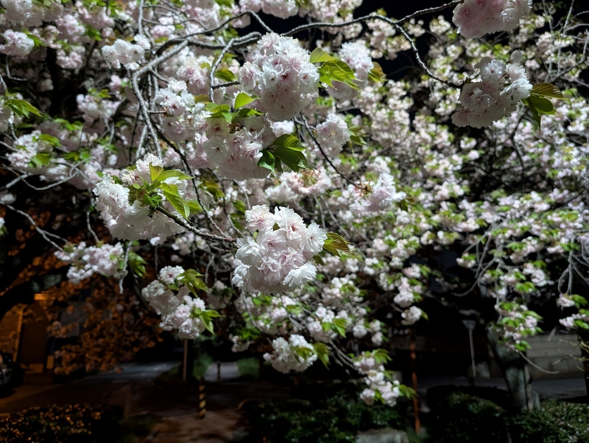 長く楽しめた2025年春の桜 - U-runner's View