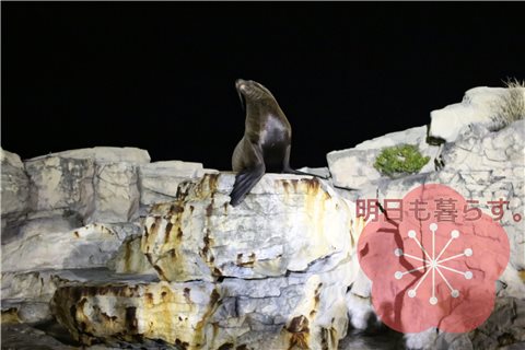 子連れ旅行 水族館まで30秒 鴨川シーワールドホテルの魅力をお伝えします 明日も暮らす 子連れ旅行 水族館まで30秒 鴨川シーワールドホテルの魅力をお伝えします 明日も暮らす