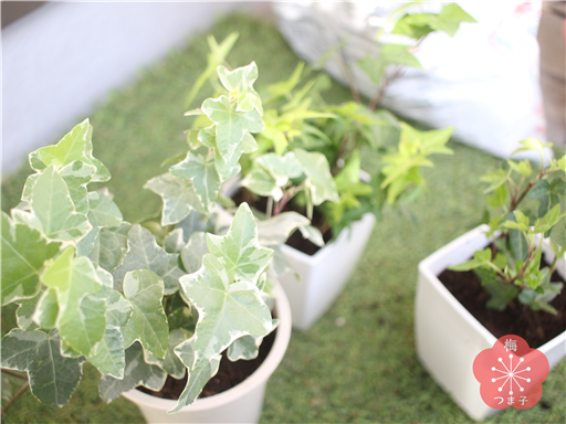 室内アイビーの植え替え ダイソーの植木鉢に穴をあけて壁付けにしました 明日も暮らす 室内アイビーの植え替え ダイソーの植木鉢に穴をあけて壁付けにしました 明日も暮らす