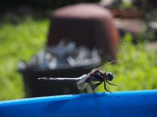 f:id:umetani1031:20190902082041j:plain