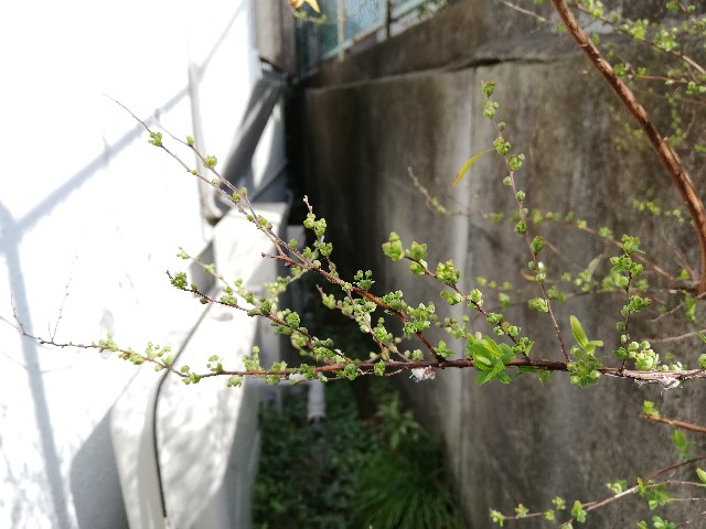 f:id:umetsubuan:20200308163026j:plain f:id:umetsubuan:20200308163026j:plain