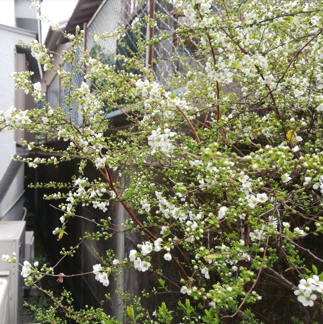 f:id:umetsubuan:20200315162539j:plain f:id:umetsubuan:20200315162539j:plain