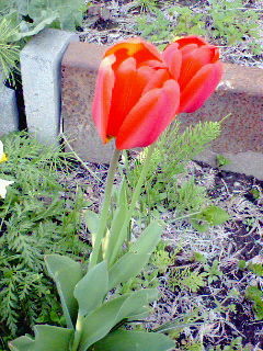 f:id:umi-ha:20080528002037j:image