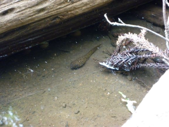 f:id:umi3049jp:20200603192449j:plain