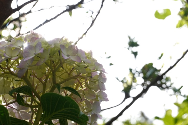 f:id:umi3049jp:20210531202910j:plain