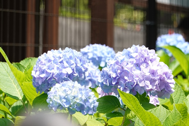 f:id:umi3049jp:20210531205222j:plain