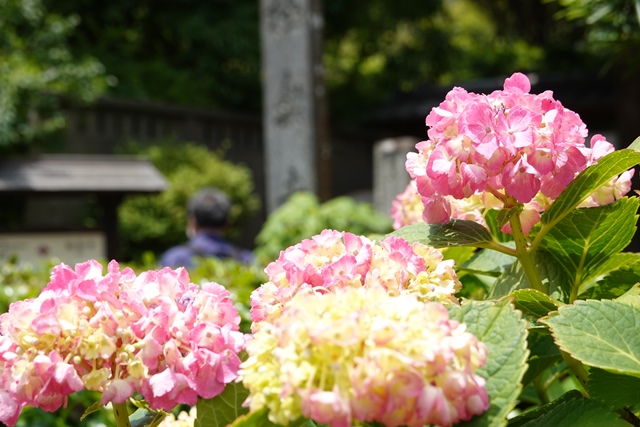 f:id:umi3049jp:20210531205908j:plain