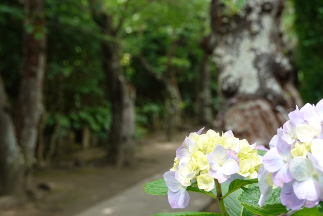 f:id:umi3049jp:20210531210136j:plain