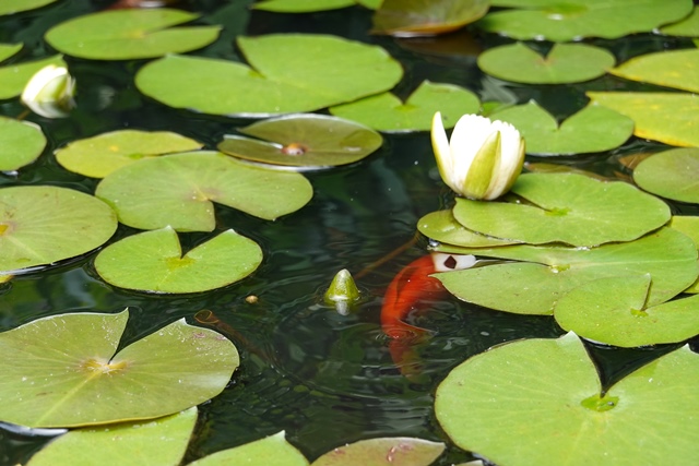 f:id:umi3049jp:20210531210707j:plain