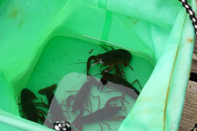 f:id:umi3049jp:20210828200133j:plain