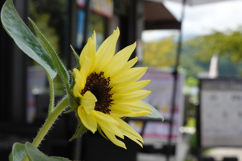 f:id:umi3049jp:20210910143006j:plain