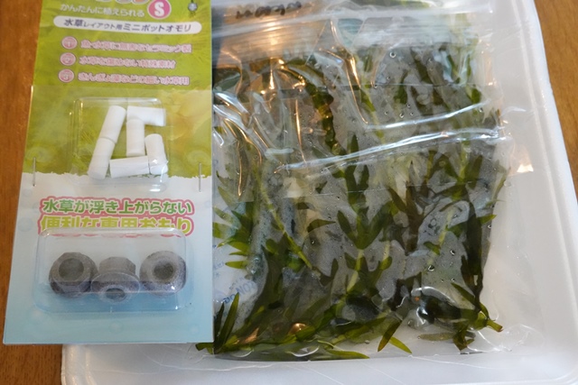 f:id:umi3049jp:20210910170548j:plain