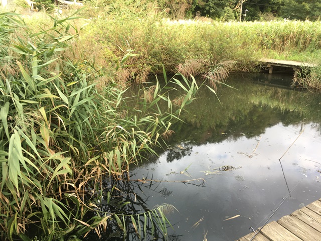 f:id:umi3049jp:20210926164714j:plain