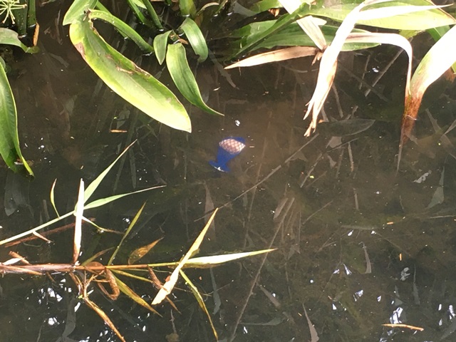 f:id:umi3049jp:20210926165108j:plain