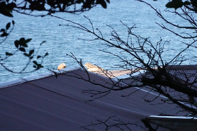 f:id:umi3049jp:20220104191959j:plain