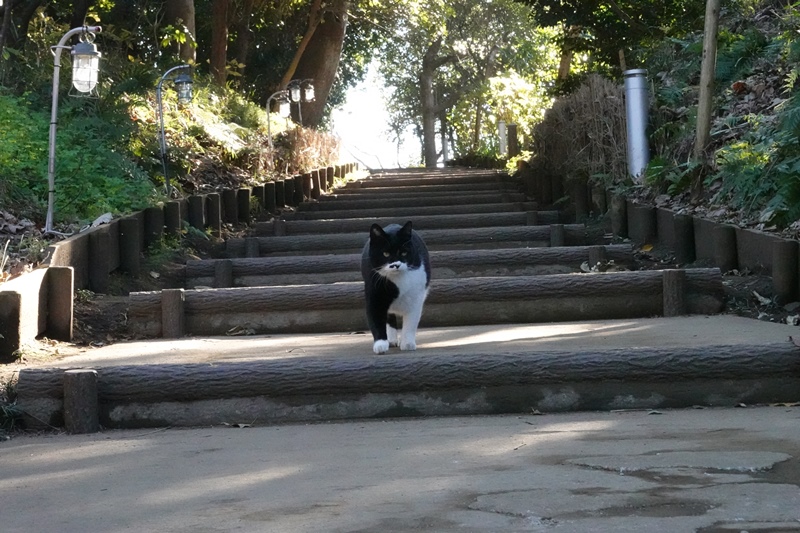 f:id:umi3049jp:20220104193721j:plain