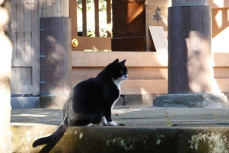 f:id:umi3049jp:20220104194005j:plain