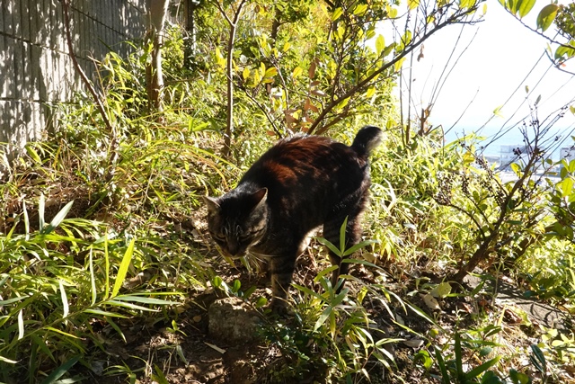 f:id:umi3049jp:20220104194851j:plain