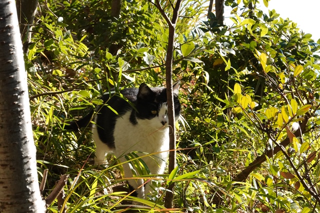 f:id:umi3049jp:20220104194924j:plain