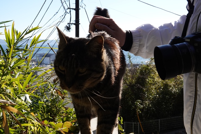 f:id:umi3049jp:20220104195358j:plain