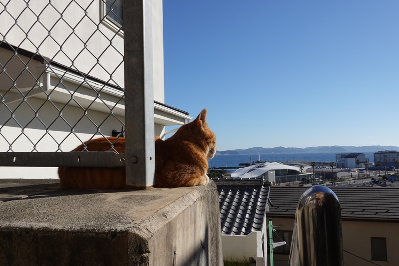 f:id:umi3049jp:20220104195506j:plain