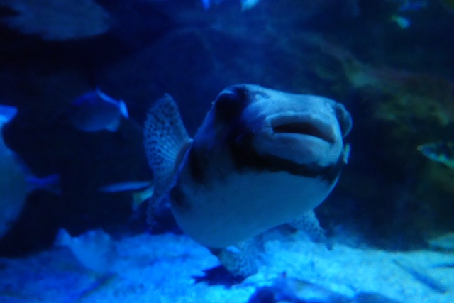 f:id:umi3049jp:20220104211931j:plain