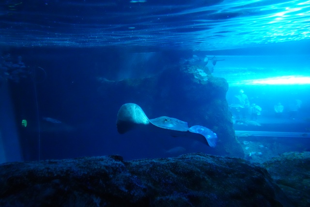 f:id:umi3049jp:20220104211941j:plain