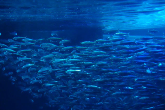 f:id:umi3049jp:20220104211951j:plain