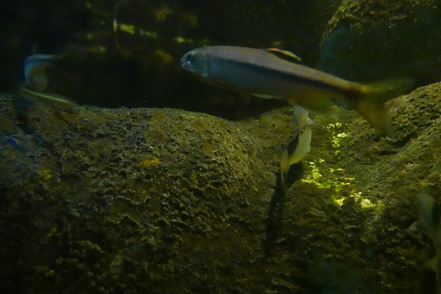 f:id:umi3049jp:20220104212015j:plain