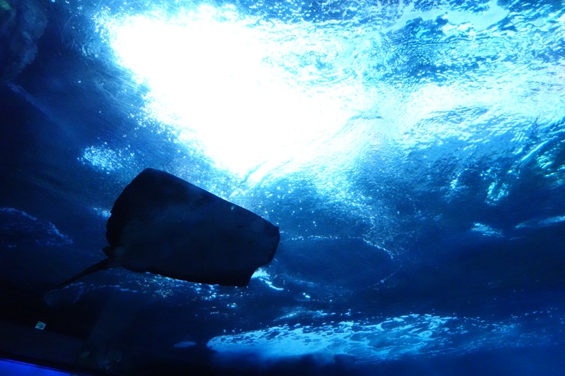 f:id:umi3049jp:20220104212047j:plain