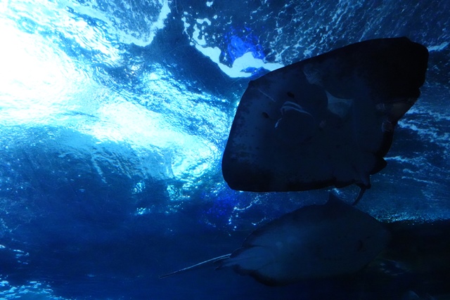 f:id:umi3049jp:20220104212214j:plain