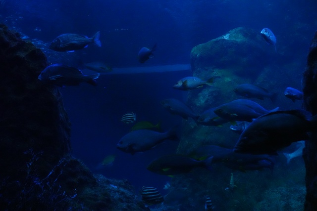 f:id:umi3049jp:20220104212310j:plain