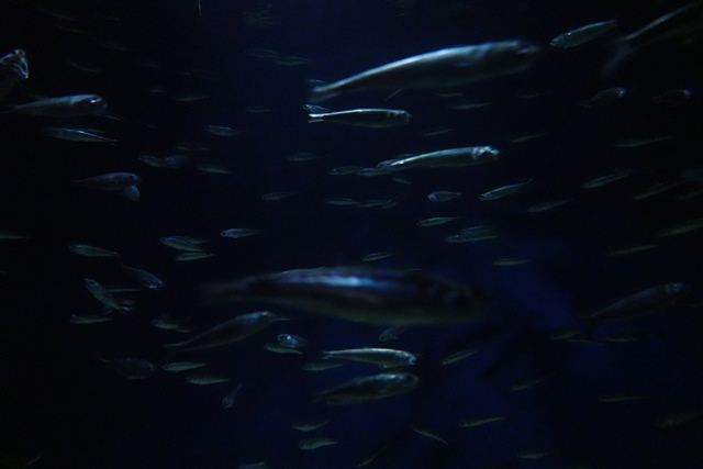 f:id:umi3049jp:20220104212334j:plain