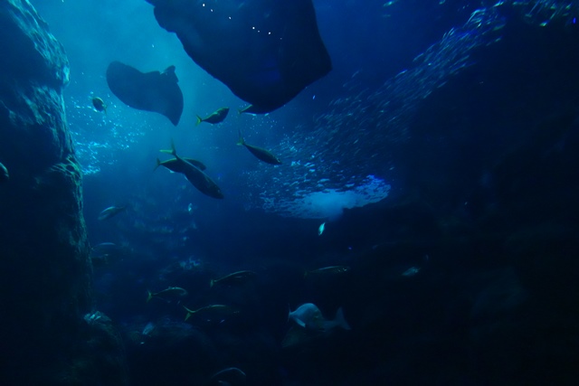 f:id:umi3049jp:20220104212453j:plain