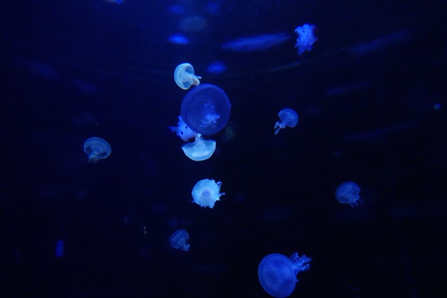 f:id:umi3049jp:20220104212529j:plain