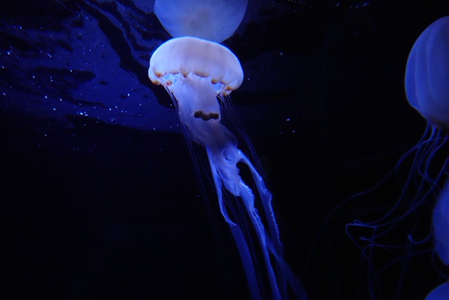 f:id:umi3049jp:20220104212545j:plain