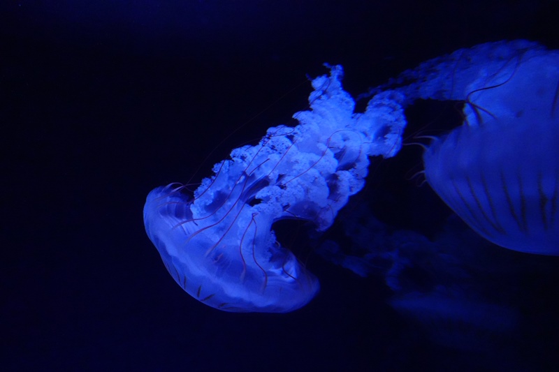 f:id:umi3049jp:20220104212639j:plain