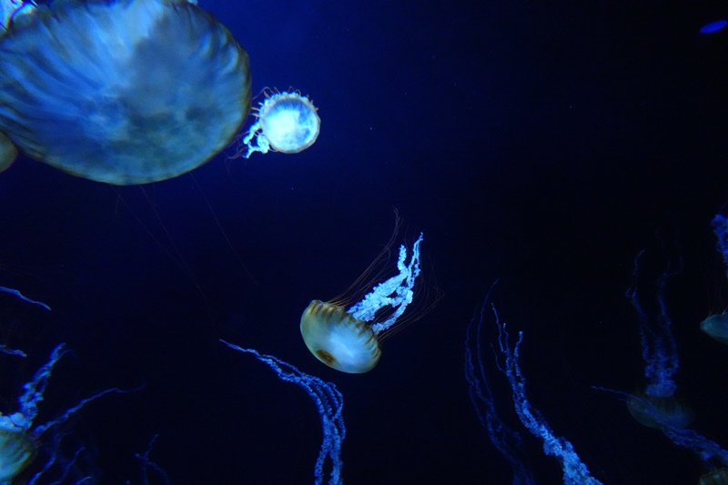 f:id:umi3049jp:20220104212712j:plain