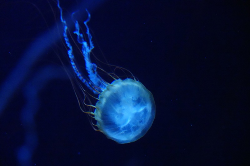 f:id:umi3049jp:20220104212732j:plain