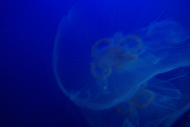 f:id:umi3049jp:20220104212802j:plain