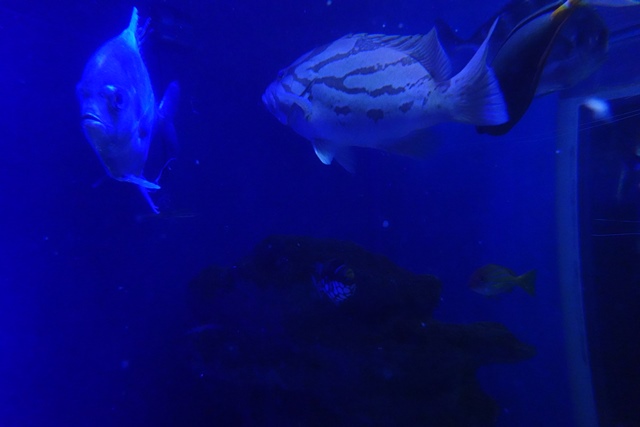 f:id:umi3049jp:20220104212821j:plain