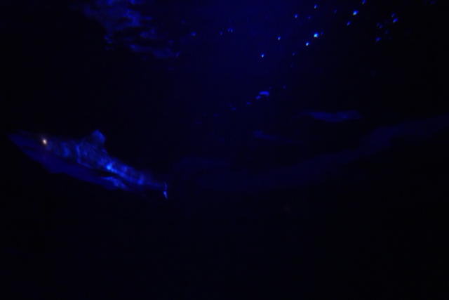 f:id:umi3049jp:20220104212846j:plain