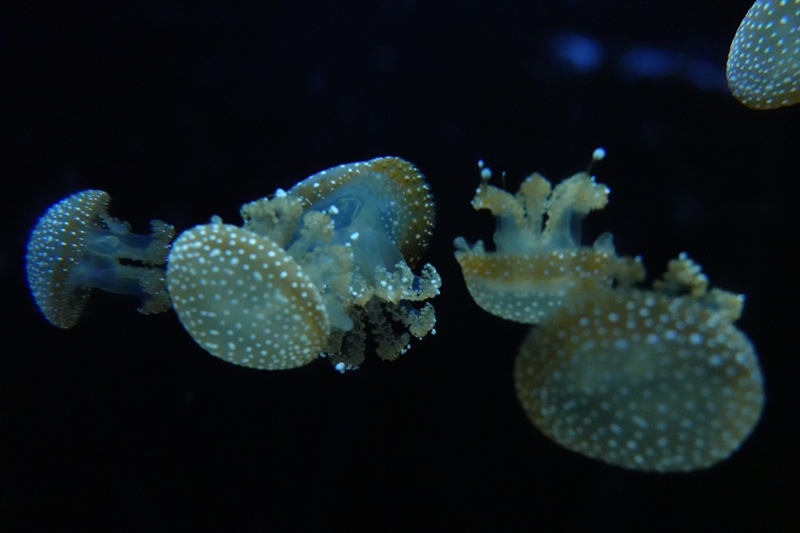 f:id:umi3049jp:20220104212901j:plain