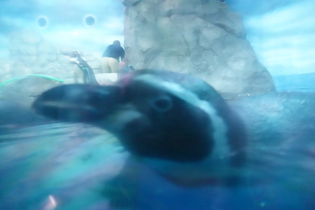 f:id:umi3049jp:20220104213019j:plain