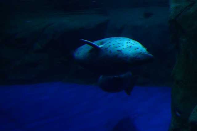 f:id:umi3049jp:20220104213057j:plain