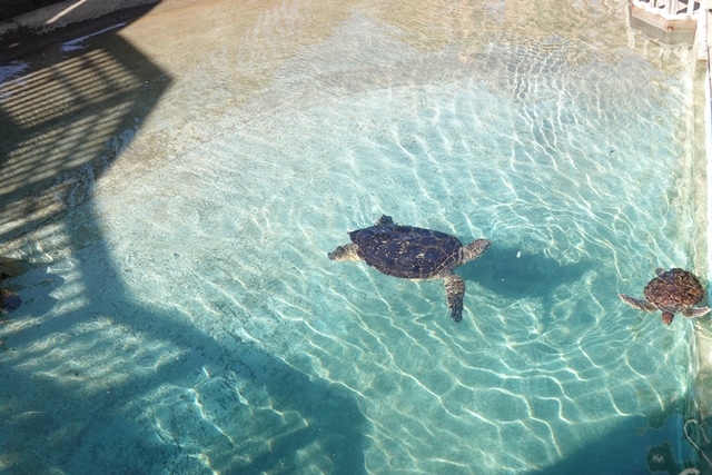 f:id:umi3049jp:20220104213113j:plain