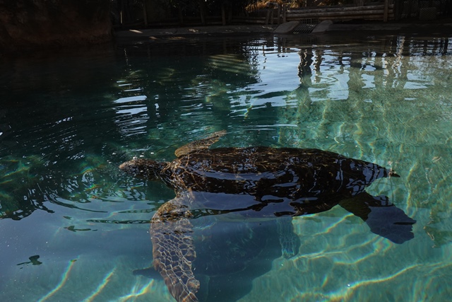 f:id:umi3049jp:20220104213141j:plain