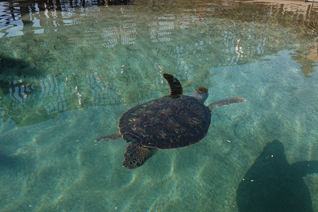 f:id:umi3049jp:20220104213154j:plain