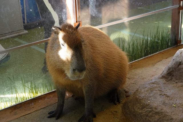 f:id:umi3049jp:20220104213205j:plain